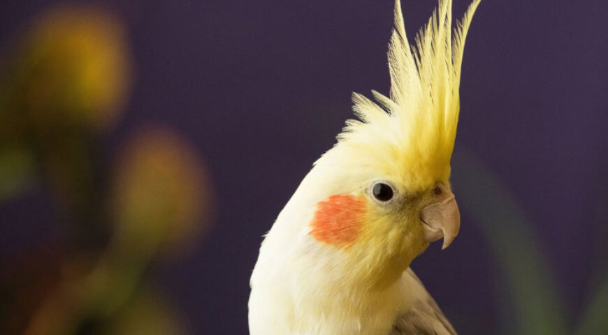 Best way to bathe a cockatiel