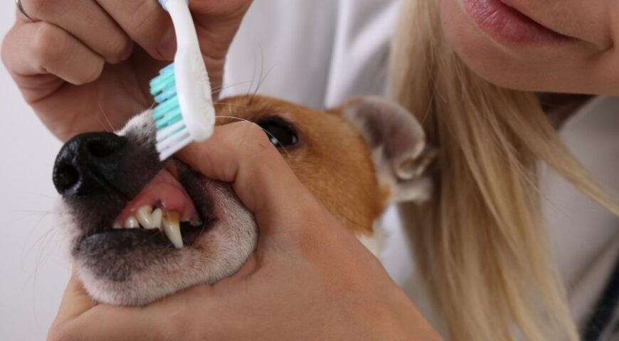 The importance of caring for the oral health of pets