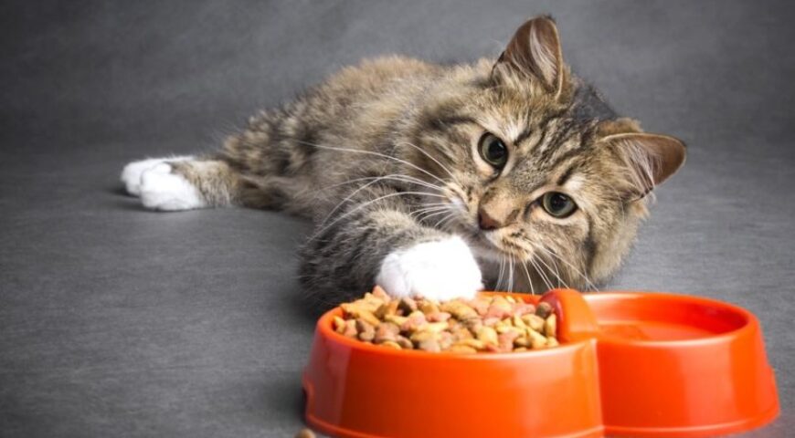 Two-month-old cat food/The best foods to feed your pet properly